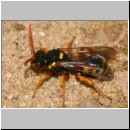 Nomada fucata - Wespenbiene 11 9mm.jpg